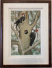 Pileated Woodpeckers and Nest