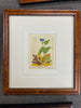 Asiatic Dayflower