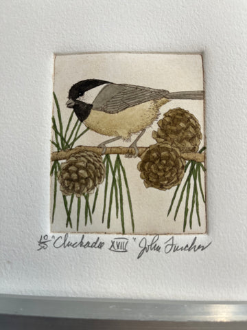 Chickadee XVIII