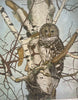 Barred Owl in White Birch