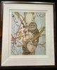 Barred Owl in White Birch