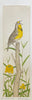 Meadowlark