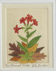 Annual Phlox