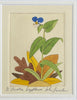 Asiatic Dayflower