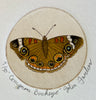 Common Buckeye