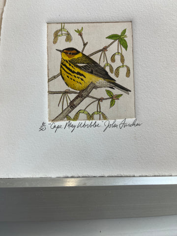 Cape May Warblers