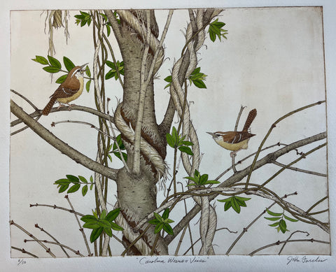Carolina wrens & Vines