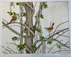 Carolina wrens & Vines