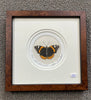 Red Admiral