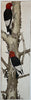 Redheaded woodpeckers
