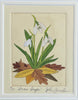 Snow Drops