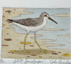 Stilt Sandpiper
