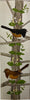 Eastern Towhees