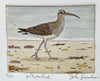 Whimbrel