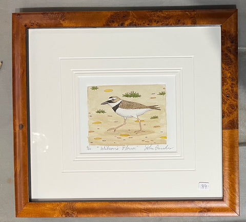 Wilson's Plover