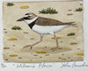 Wilson's Plover