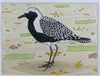 Black Bellied Plover