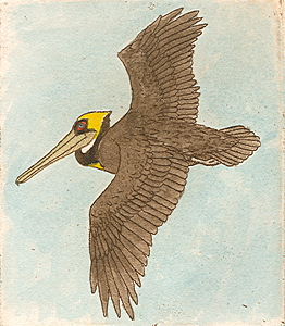 Flying Pelican