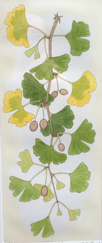 Ginko II