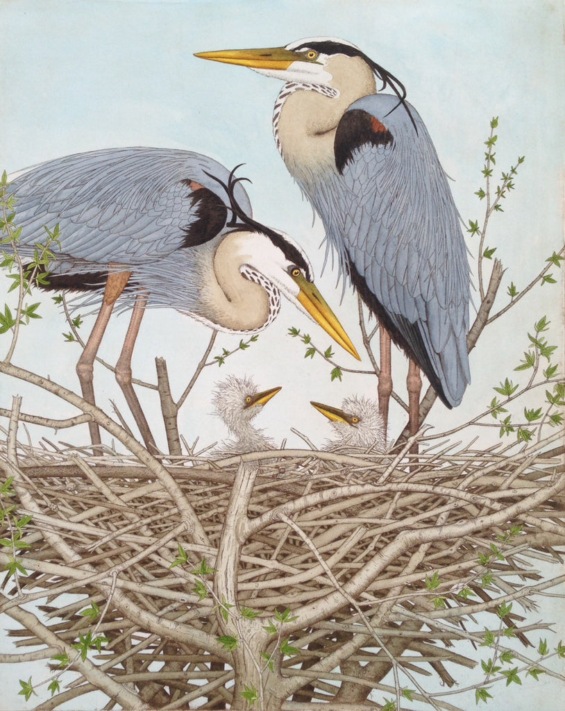Great Blue Herons with Chicks