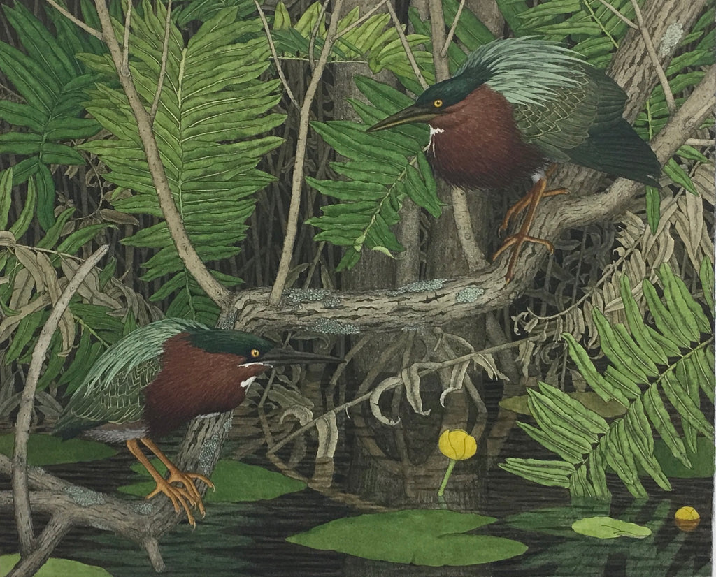 Green Herons And Ferns