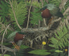 Green Herons And Ferns