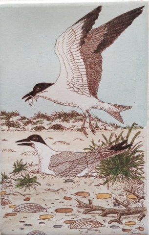 Nesting Terns