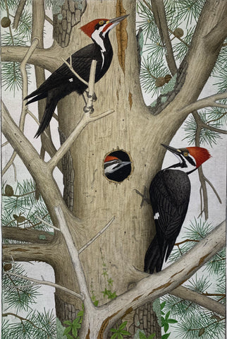 Pileated Woodpeckers and Nest