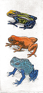 Poison Dart Frogs I