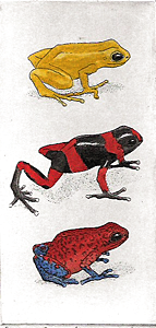 Poison Dart Frogs II