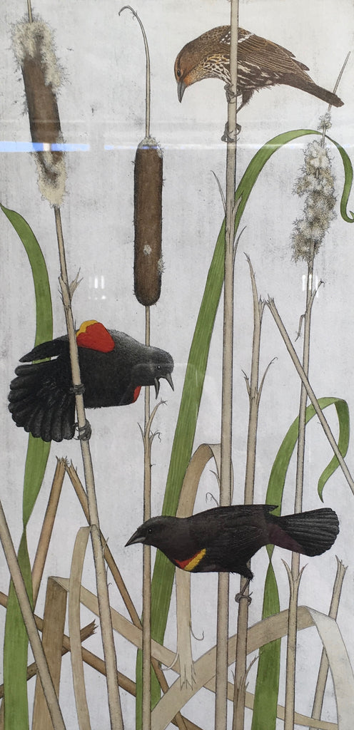 Red Winged Blackbirds and Cattails