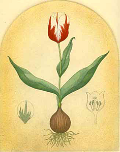 Rembrandt Tulips - White