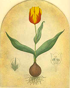 Rembrandt Tulips - Red