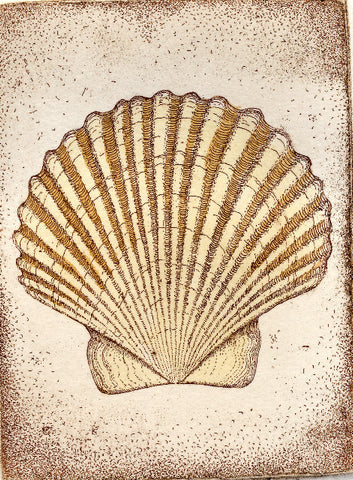 Scallop