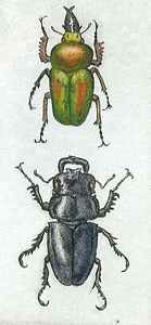 Stag Beetles