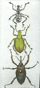 Weevils