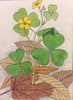 Wood Sorrel