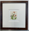 Hummingbird XXVII