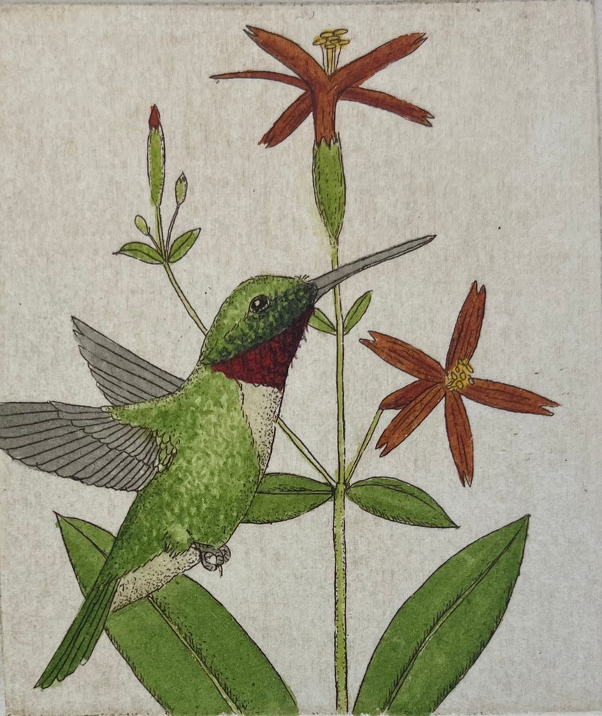 Hummingbird XXVII