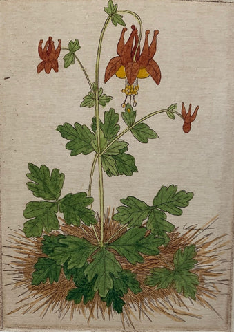 Wild Columbine