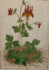 Wild Columbine